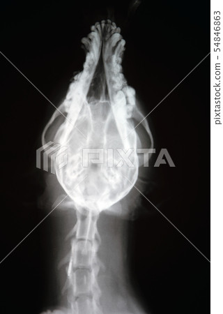 X-ray of dog skull. Veterinary x-ray image. 54846863