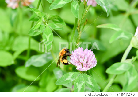 Tiger bee Tiger bee 54847279