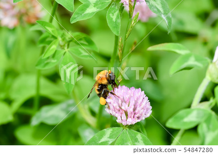 虎蜂 虎蜂 54847280