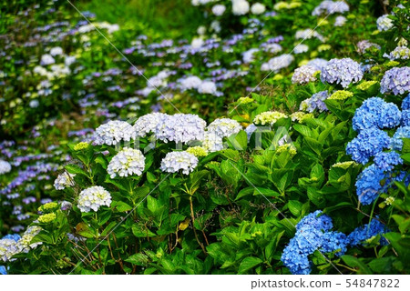 五顏六色的繡球花 五顏六色的繡球花 54847822