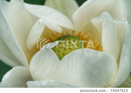 蓮花 蓮花 54847828