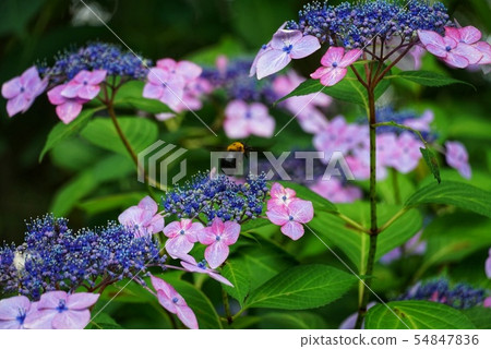 Hydrangea and bees Hydrangea and bees 54847836