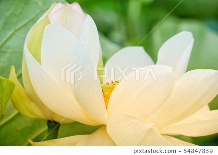 蓮花 蓮花 54847839