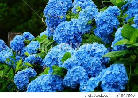 藍色繡球花 54847840