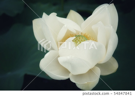 蓮花 蓮花 54847841