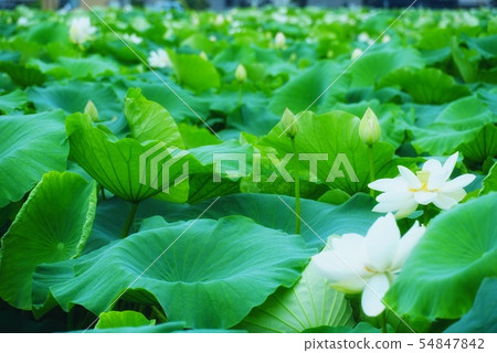 蓮花根田 蓮花根田 54847842