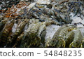 Variation of Seafood on the stall 54848235