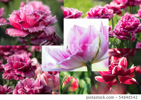 Collage of beautiful pink tulips. Close up.  54848542