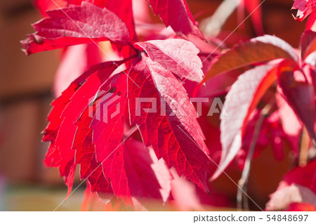 Autumn red bright leaves on the sun and blurred trees . Fall background. Rich color of autumn Autumn red bright leaves on the sun and blurred trees . Fall background. Rich color of autumn 54848697