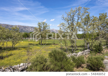 cows grazing with mountains in background spain 54848852
