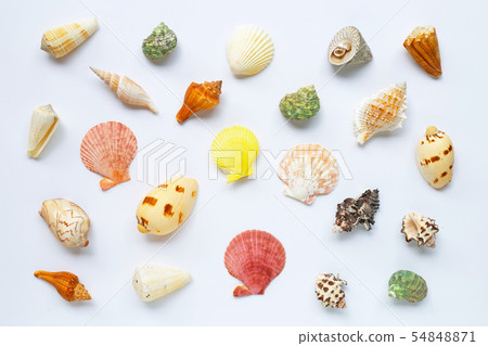 Composition of exotic sea shells on white Composition of exotic sea shells on white 54848871