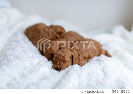 Toy poodle puppy 54848932