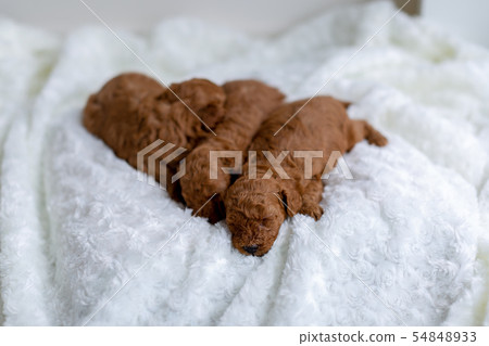 Toy poodle puppy 54848933