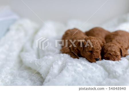 Toy poodle puppy 54848940