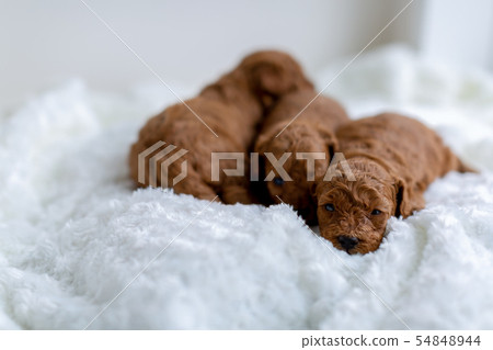 Toy poodle puppy 54848944