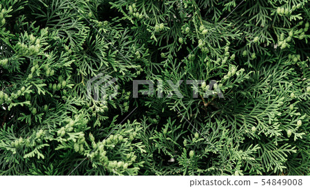 Green twigs of thuja. Beautiful natural background Green twigs of thuja. Beautiful natural background 54849008