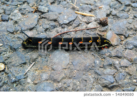 Larva of Sesame sparrow on asphalt Larva of Sesame sparrow on asphalt 54849080
