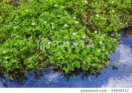 A plant of the Umbelliferae family that grows in clusters in streams and blooms white flowers 54849112