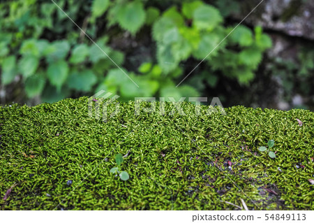 A moss grown on the revetment of a small stream A moss grown on the revetment of a small stream 54849113