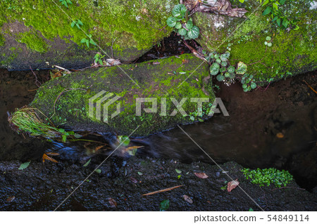 Plants that grow on the mossy rocks of Ogawa 54849114