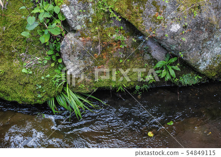 Plants that grow on the mossy rocks of Ogawa 54849115