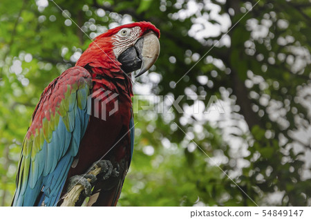 parrot in the foreground on the banks of the parrot in the foreground on the banks of the 54849147