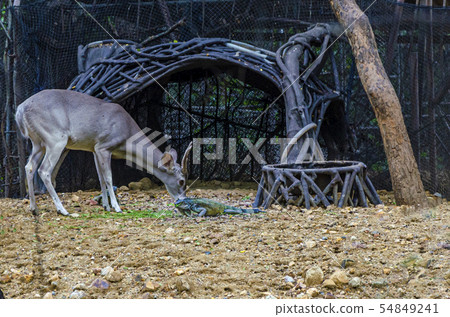 view of a deer looking at an iguana. Guayaquil, 54849241