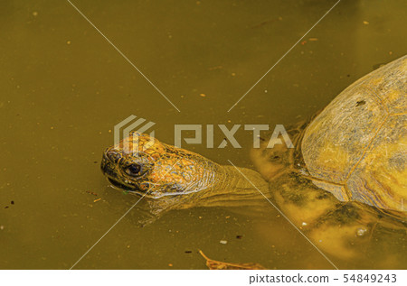Water turtle in the Guaiyas river. Guayaquil, Water turtle in the Guaiyas river. Guayaquil, 54849243