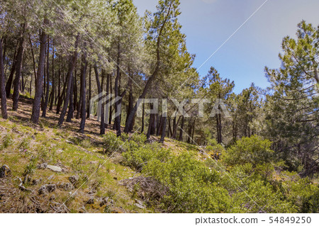pine forest in the sierra de guadarrama. madrid pine forest in the sierra de guadarrama. madrid 54849250