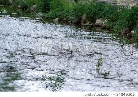 egret or heron 54849302