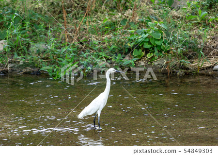 egret or heron 54849303