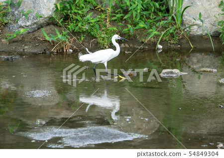 egret or heron 54849304