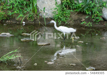 egret or heron 54849305