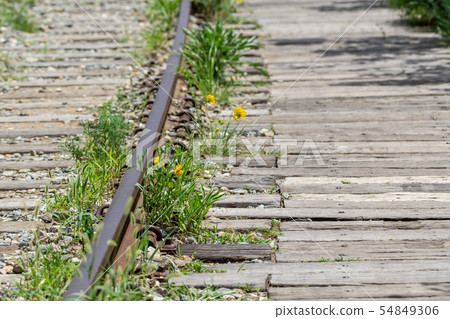 yellow daisy railroad yellow daisy railroad 54849306