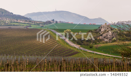 Hilly Landscape of Vineyards Hilly Landscape of Vineyards 54849332