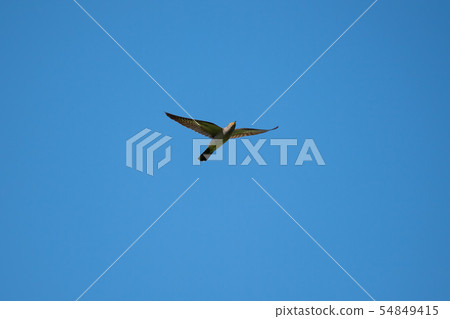 Hot tortoise flying in the blue sky background 54849415