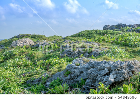 Nature of Hateruma Island, Okinawa (lively plants and trees) 54849596
