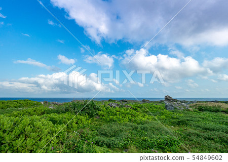 沖繩Hateruma島的自然（活潑的植物和樹木） 54849602