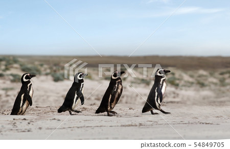 Group of Magellanic penguins heading to sea  54849705