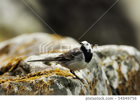 White wagtail perched on a rock 54849756