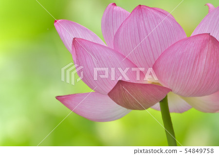 Ohga Lotus精美居住的花朵 54849758