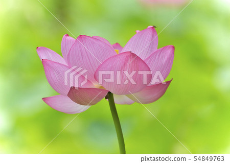 Ohga Lotus Beautifully dwelling flowers - Stock Photo [54849763