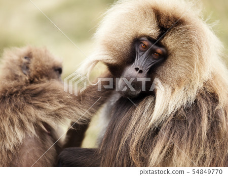 Close up of grooming Gelada monkeys 54849770