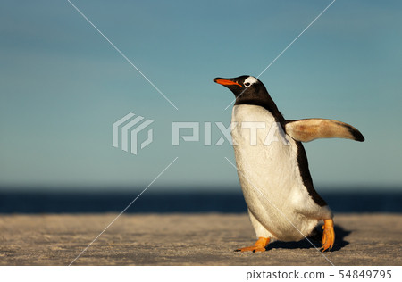 Gentoo penguin walking on a sandy beach 54849795