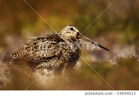 Close up of a south american snipe 54849813