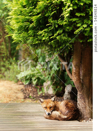 Red fox lying under tree in the garden Red fox lying under tree in the garden 54849814
