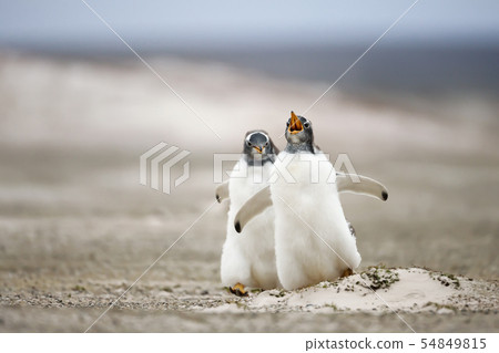 Two young Gentoo penguins chasing each other 54849815