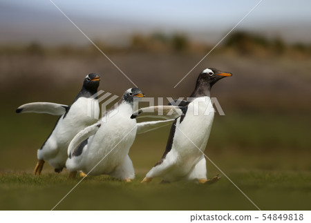 Gentoo penguin chicks chasing parent to be fed 54849818