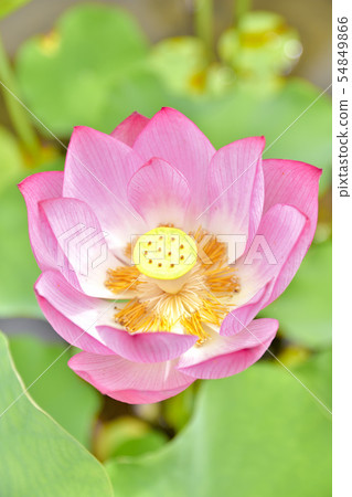 Ohga Lotus精美居住的花朵 Ohga Lotus精美居住的花朵 54849866