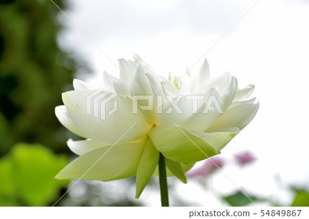 Ohga Lotus精美居住的花朵 54849867